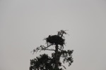 resIMG_20170716_170436_8707.JPG